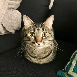 Fundraising Page: Meredith Ross